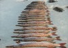 Фото Ростовская область земля 24 га охота рыбалка Маныч